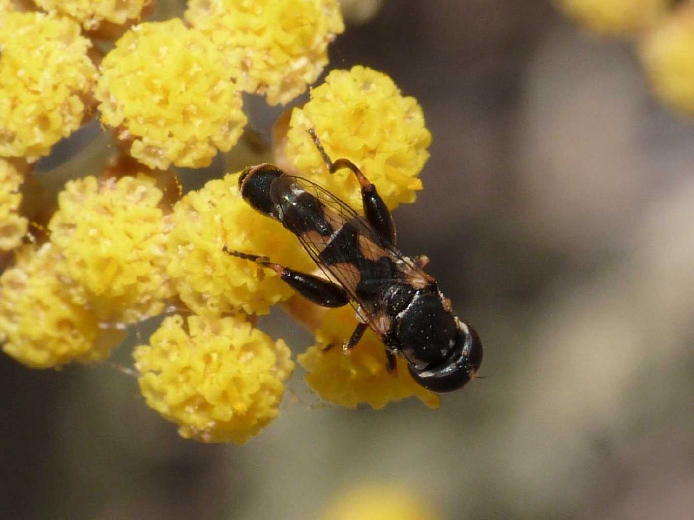 Piccolo Syrphidae dalle zampe robuste